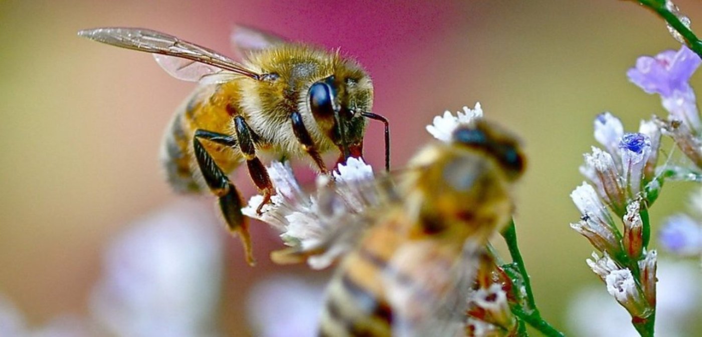 FMC India and GB Pant University conduct workshop on bee keeping under flagship program ‘Project Madhushakti’